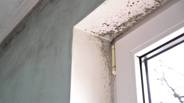 Best Crawl Space Mold Removal  in Erwin, TN
