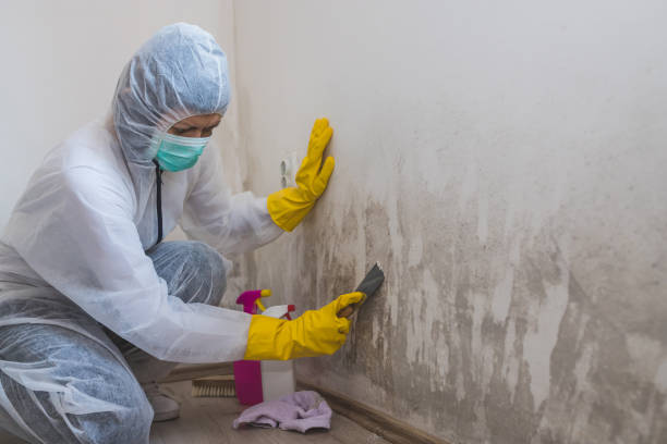 Best Office Mold Removal Services  in Erwin, TN