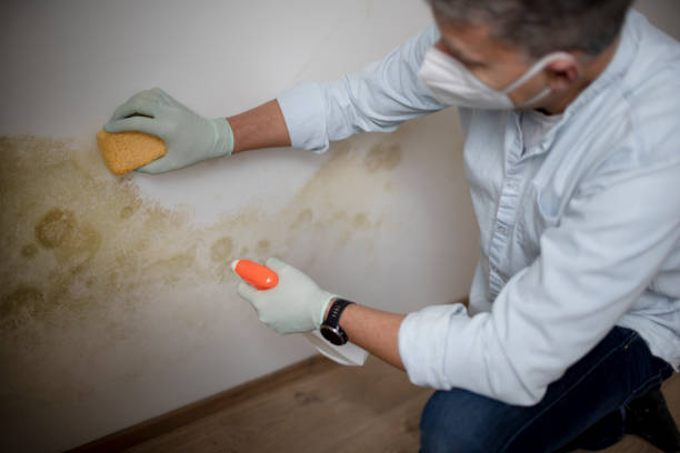 Best Fast Mold Removal  in Erwin, TN