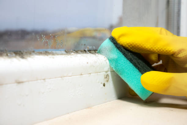 Best Black Mold Removal  in Erwin, TN