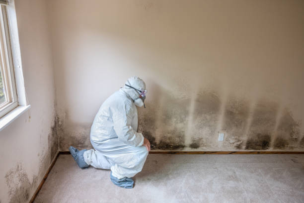 Best Local Mold Removal Service  in Erwin, TN