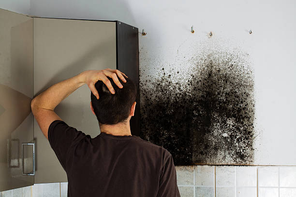Best Same-Day Mold Removal  in Erwin, TN
