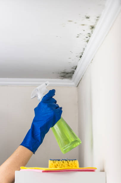 Best Attic Mold Removal  in Erwin, TN