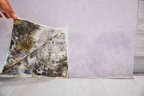 Best Mold Damage Repair  in Erwin, TN